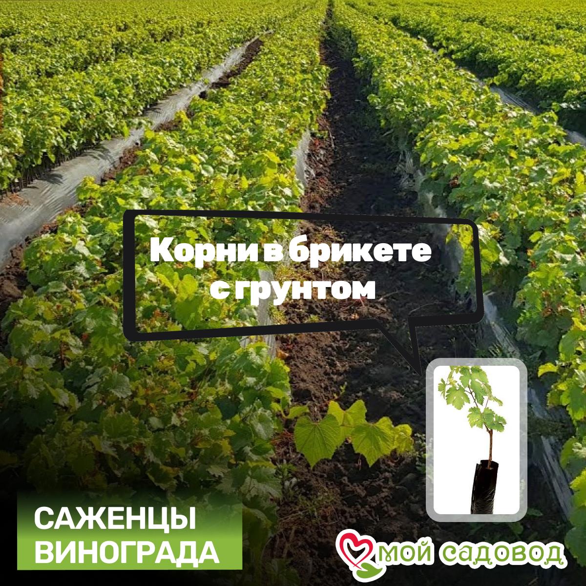 Виноград Молдавский