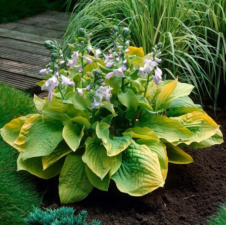 Хоста гибридная Аугуст Мун