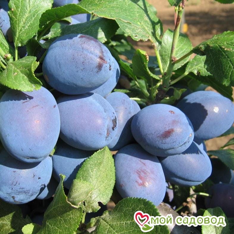 Слива Чачакская ранняя