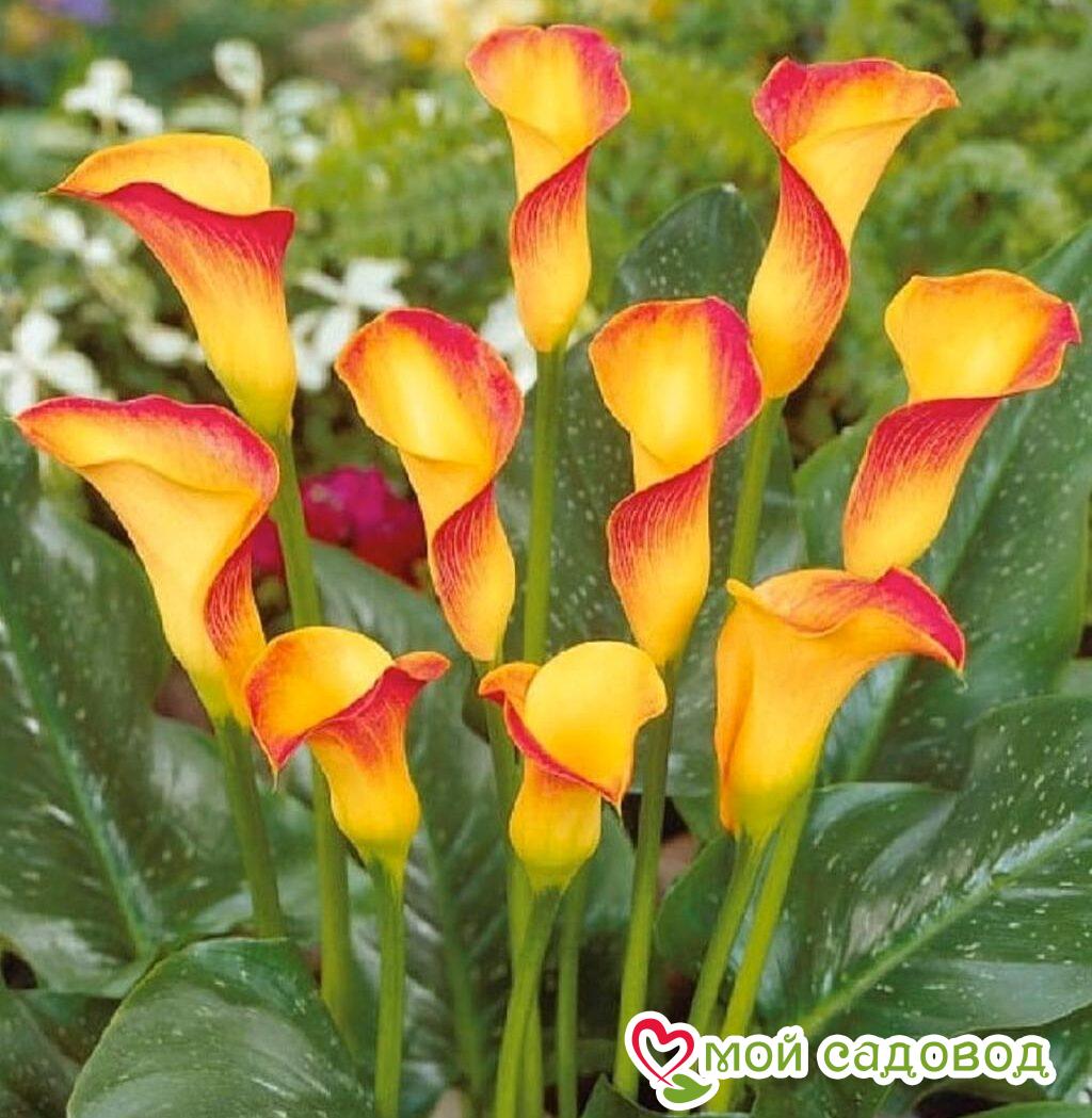 Калла Пич Шиффон