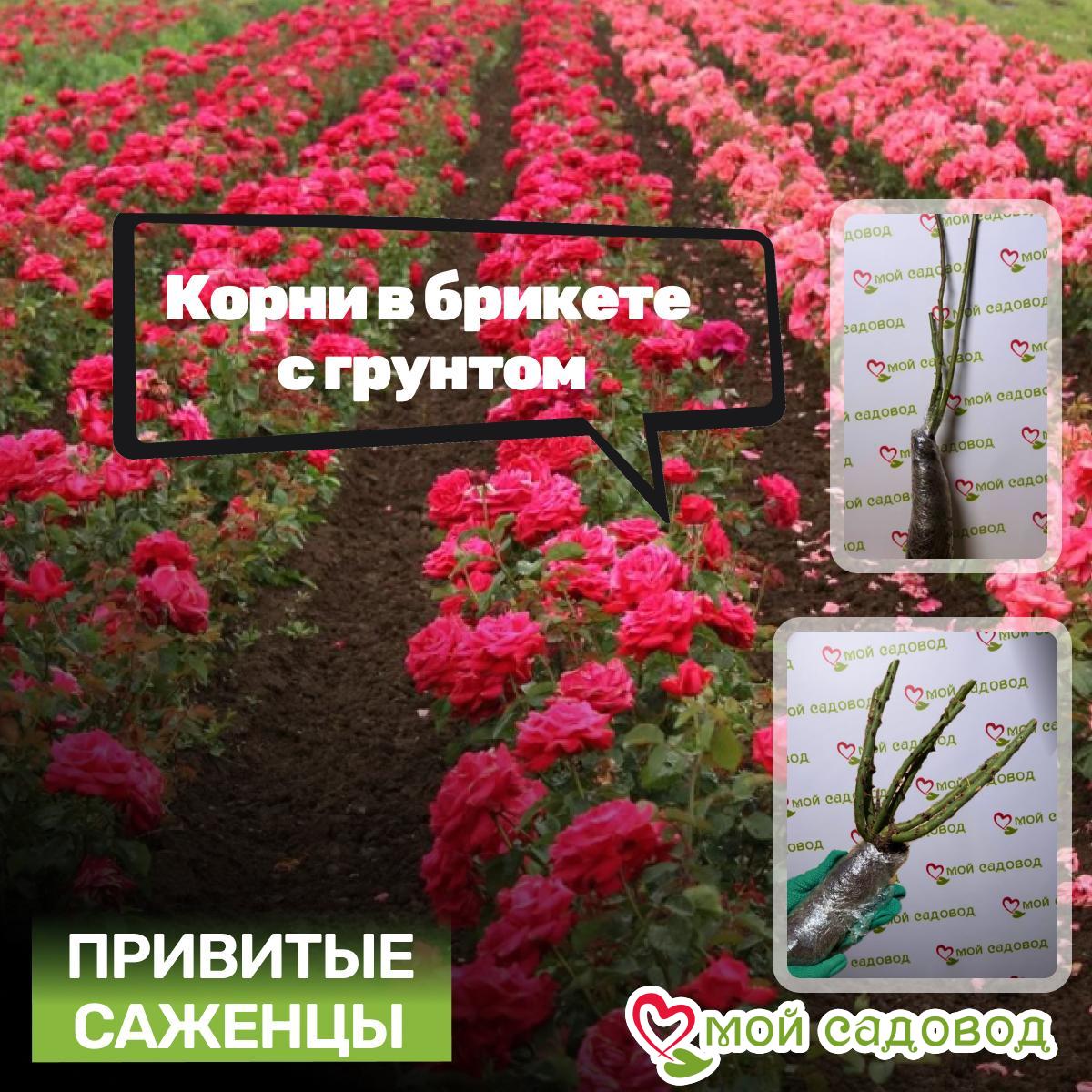 Роза Харт Гардн