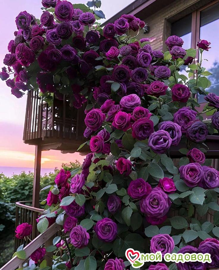 Роза Плетистая Плум Пэшн