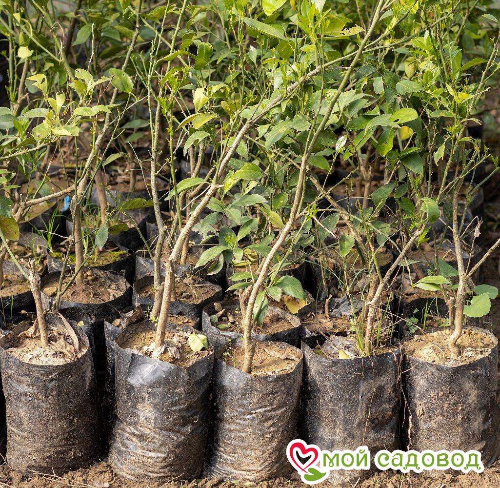 Алыча Новелла